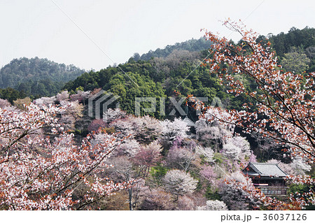 吉野千本桜 吉野千本桜 36037126
