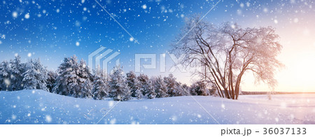 Tree in winter landscape Tree in winter landscape 36037133