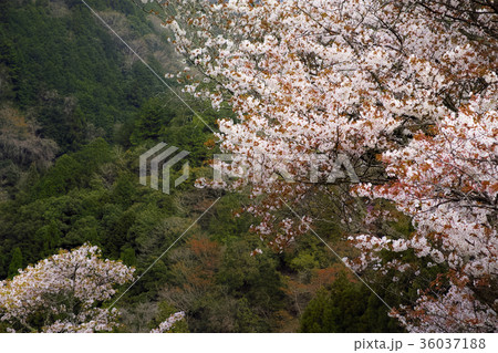 桜 桜 36037188