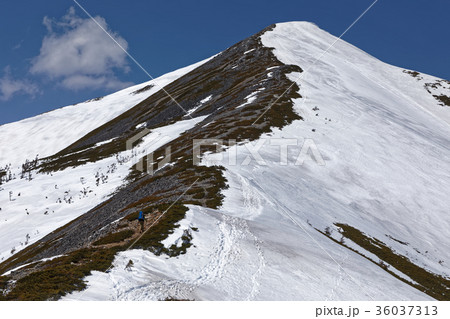 残雪の北アルプス・爺ヶ岳へ向かう登山者 残雪の北アルプス・爺ヶ岳へ向かう登山者 36037313