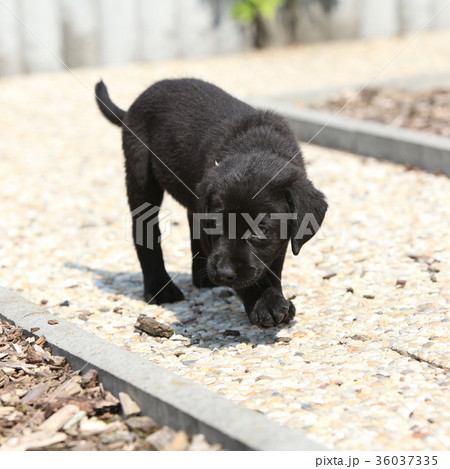 Amazing black labrador puppy on stone path Amazing black labrador puppy on stone path 36037335