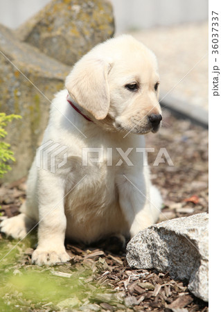 Beautiful creme labrador puppy Beautiful creme labrador puppy 36037337