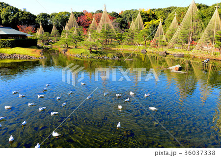 白鳥庭園 36037338