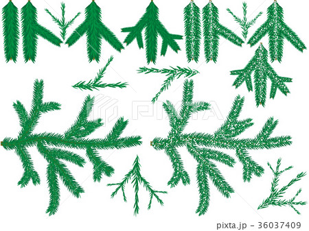 Coniferous Branch Collection 36037409