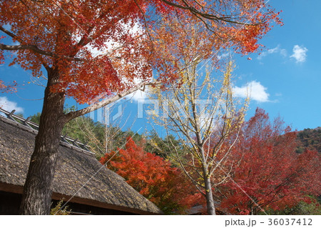 紅葉に包まれる古い家 紅葉に包まれる古い家 36037412
