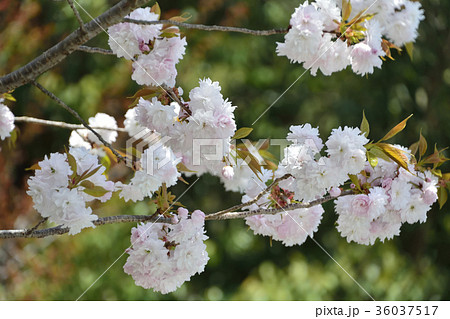 鹽竈桜2017 36037517