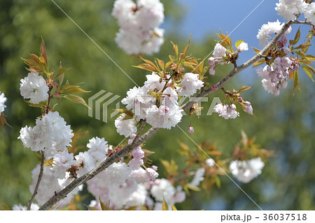 鹽竈桜2017 36037518