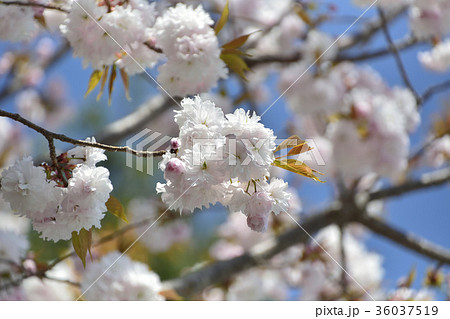 鹽竈桜2017 36037519