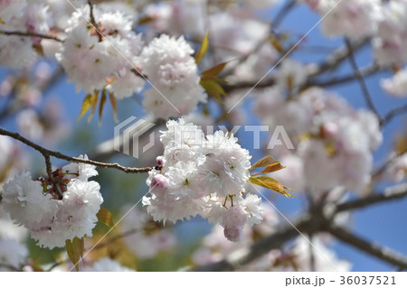 鹽竈桜2017 36037521