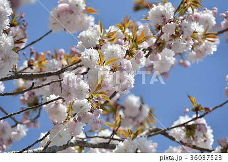 鹽竈桜2017 鹽竈桜2017 36037523