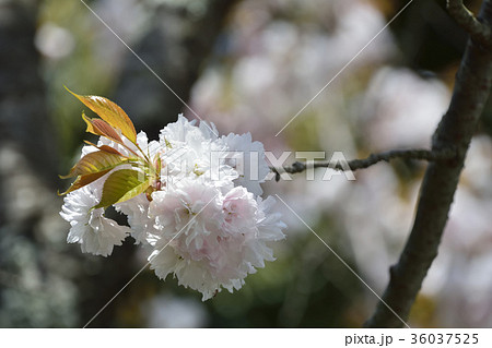 鹽竈桜2017 36037525