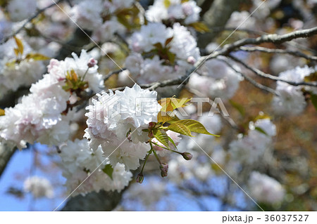 鹽竈桜2017 36037527