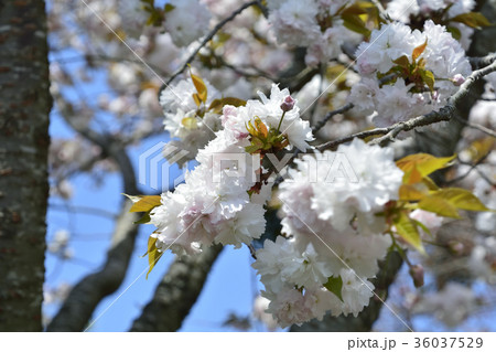 鹽竈桜2017 36037529