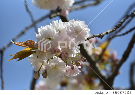 鹽竈桜2017 36037532