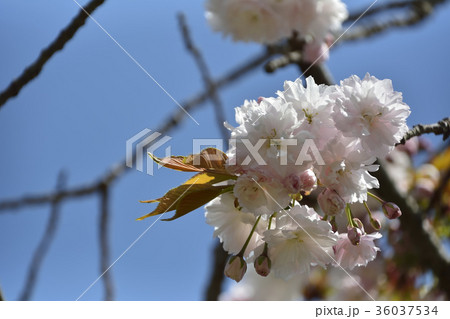 鹽竈桜2017 36037534