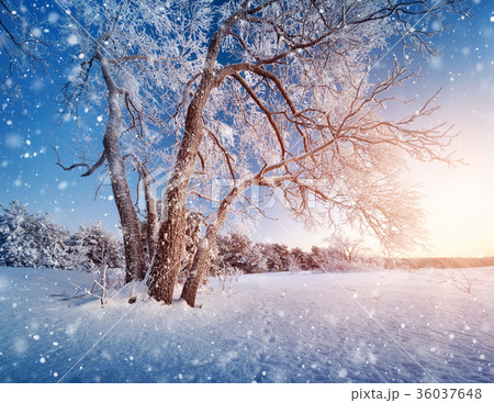 Tree in winter landscape Tree in winter landscape 36037648