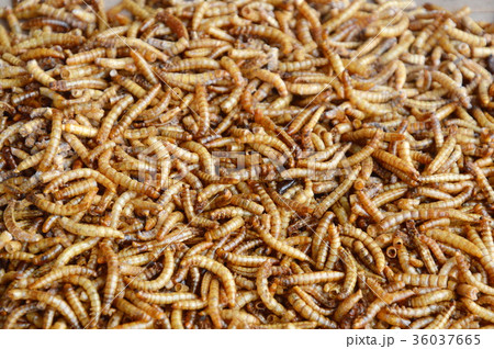 dried worm for feeding rodent or bird with lizard dried worm for feeding rodent or bird with lizard 36037665