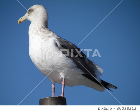 海鳥 36038212