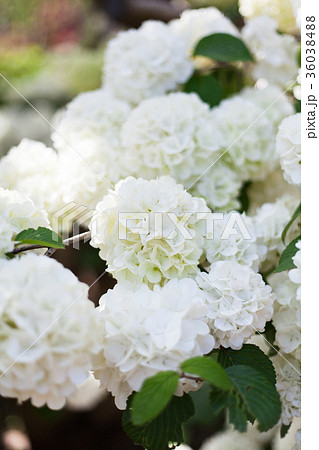 オオデマリ 36038488