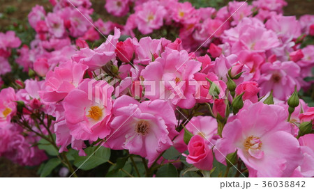 カウンティ フェア County Fair ピンクのバラ 薔薇 ローズガーデン カウンティ フェア County Fair ピンクのバラ 薔薇 ローズガーデン 36038842