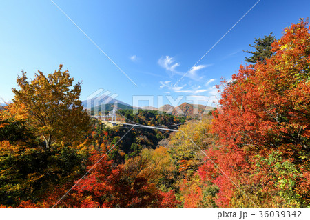 秋 紅葉と九重夢大吊橋 秋 紅葉と九重夢大吊橋 36039342