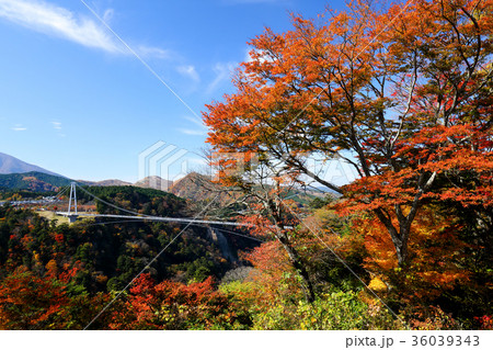 秋 紅葉と九重夢大吊橋 秋 紅葉と九重夢大吊橋 36039343