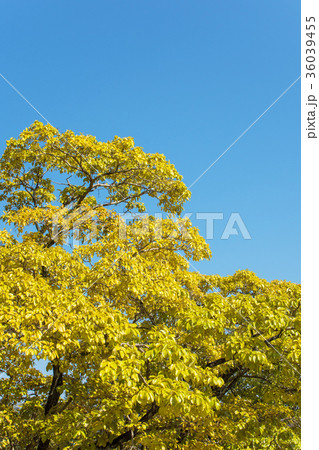 秋のなんじゃもんじゃ　　 36039455