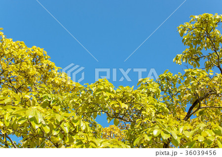 秋のなんじゃもんじゃ　　 36039456