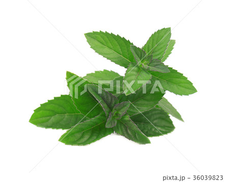 Fresh peppermint isolated on a white background. Fresh peppermint isolated on a white background. 36039823