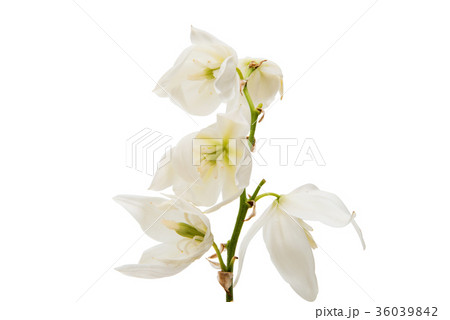 yucca flower 36039842