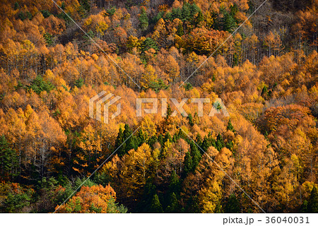 カラマツ黄葉 カラマツ黄葉 36040031