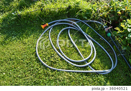 Lawn with green grass a rubber hose for watering  36040521
