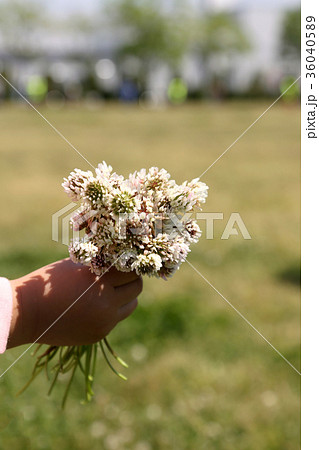シロツメクサの花束を持つ子供の手の写真素材