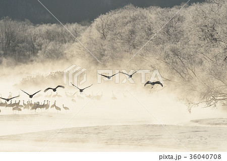 樹氷に囲まれたねぐらから飛び立つタンチョウ（北海道・鶴居） 36040708
