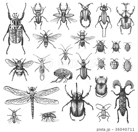 big set of insects bugs beetles and bees many 36040711