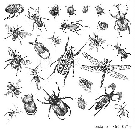 big set of insects bugs beetles and bees many big set of insects bugs beetles and bees many 36040716