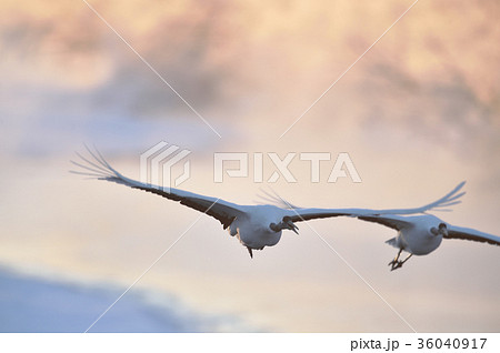 朝陽に染まる樹氷と丹頂鶴の飛翔姿 36040917