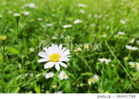 daisy flower with green grass background 36041798
