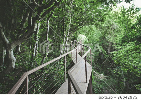 Panorama view of Iron Bridge in tropical forest Panorama view of Iron Bridge in tropical forest 36042975