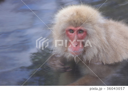 SnowMonkey スノーモンキー(地獄谷野猿公苑) SnowMonkey スノーモンキー(地獄谷野猿公苑) 36043057