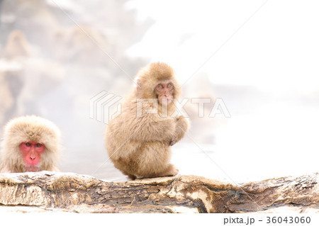 SnowMonkey スノーモンキー(地獄谷野猿公苑) SnowMonkey スノーモンキー(地獄谷野猿公苑) 36043060