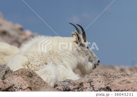 Mountain Goat 36043231