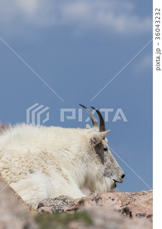 Mountain Goat 36043232