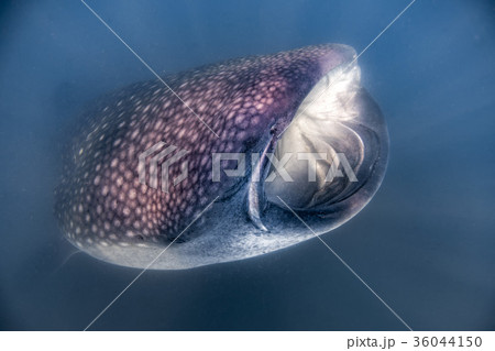 Whale Shark close up underwater portrait Whale Shark close up underwater portrait 36044150