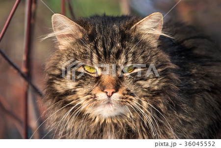 big adult furry striped Siberian cat closeup 36045552