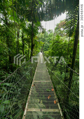 Suspension bridge in rainforest 36046446