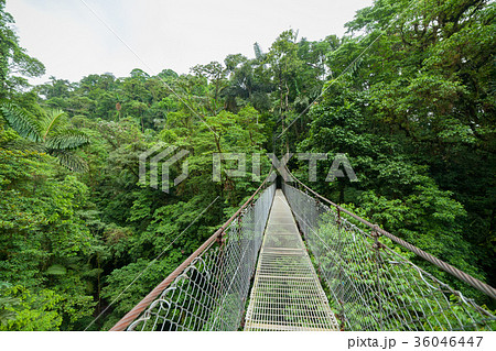 Suspension bridge in rainforest 36046447