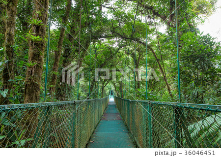 Suspension bridge in rainforest 36046451
