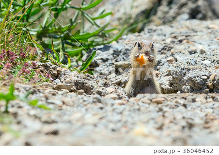 Funny gopher, suslik eating piece of bread 36046452