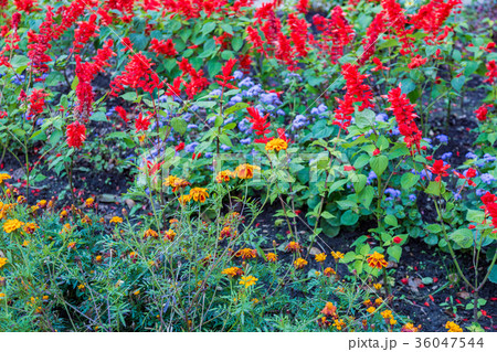 Bright summer flowers 36047544